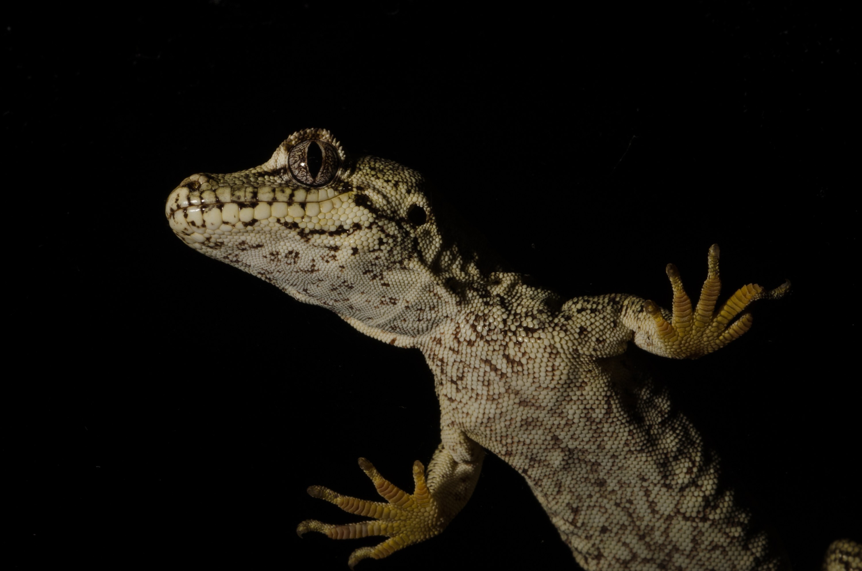 DSC_5362 – Forest, gecko, Hoplodactylus, granulatus, lizard, Crispin, reptiles, amphibians, rare, cold, blood, new, new zealand, zealand, nz